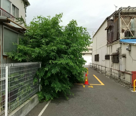 樹木伐採・剪定・除草