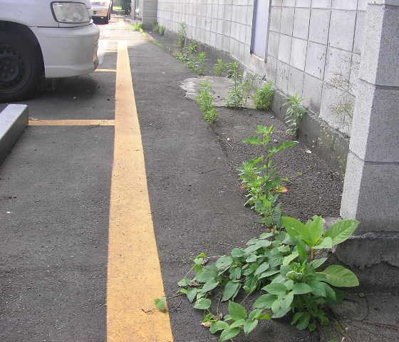 駐車場内清掃